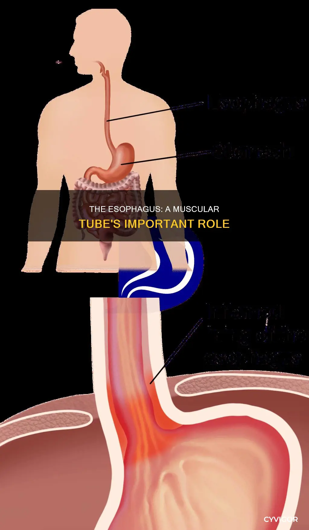 does the esophagus have muscles