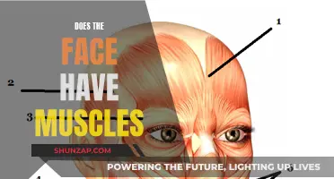 The Muscular System of the Face: What's Underneath?
