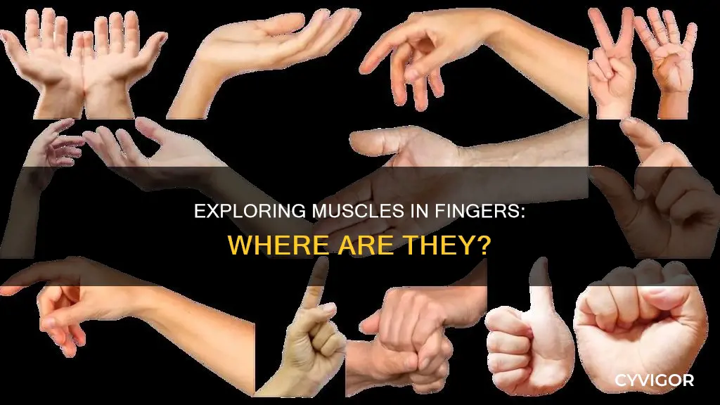 does the fingers have muscles