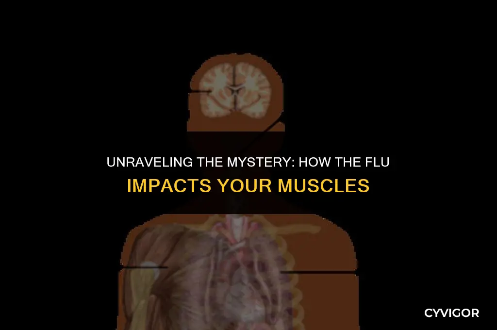 does the flu affect your muscles