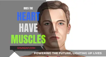The Heart's Muscular Power: Fact or Fiction?