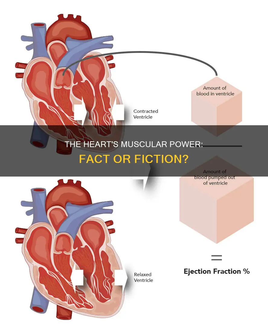 does the heart have muscles