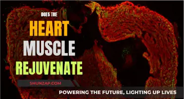 Heart Muscle Rejuvenation: Is It Possible?