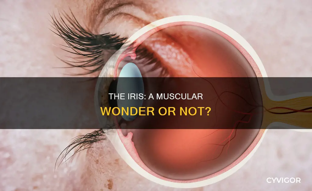 does the iris have muscle