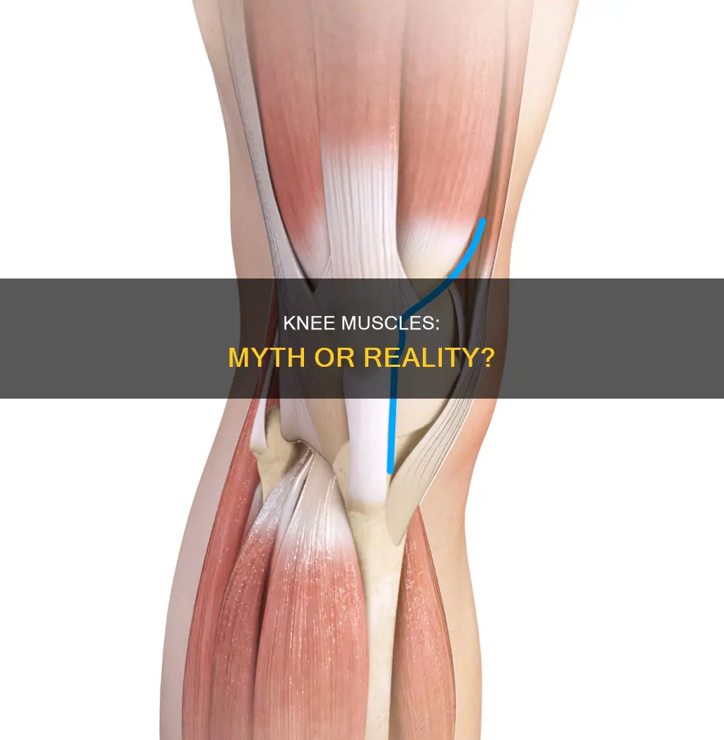 does the knee have muscles