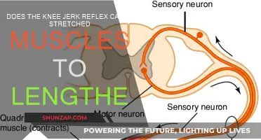 Knee Jerk Reflex: Stretched Muscles, What's the Link?