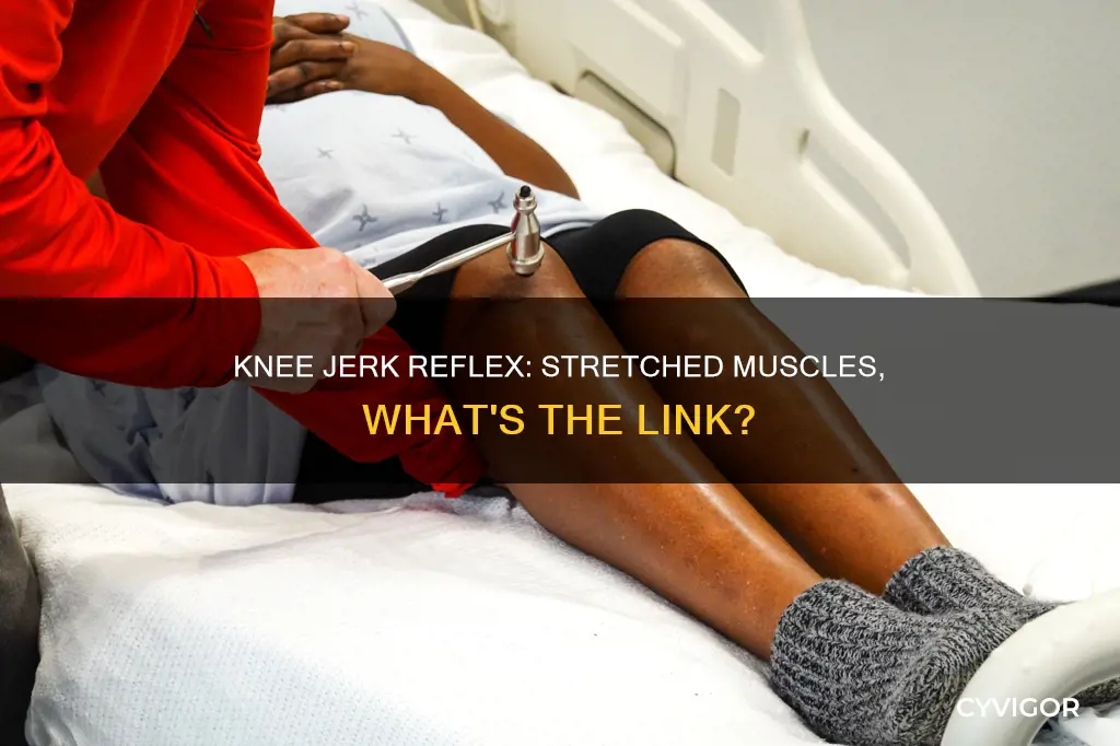 does the knee jerk reflex cause stretched muscles to lengthen