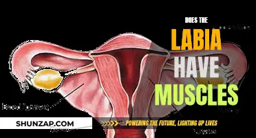 The Muscular Composition of the Labia: What You Need Know