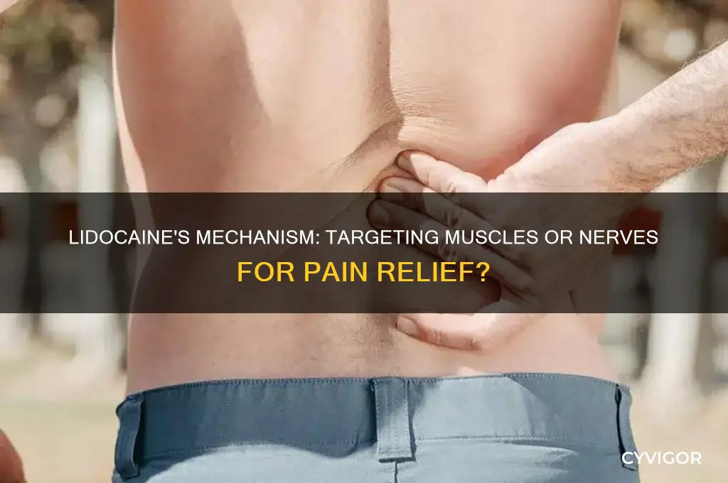 does the lidocine work muscles or nerves