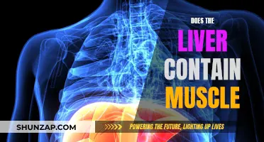 Liver and Muscles: What's the Connection?