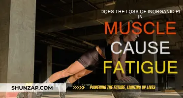 How Muscle Fatigue is Linked to Inorganic Phosphate Loss