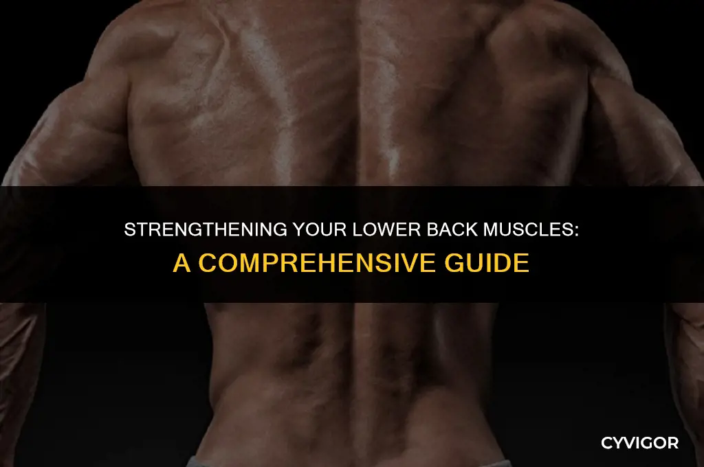 does the lower back muscles