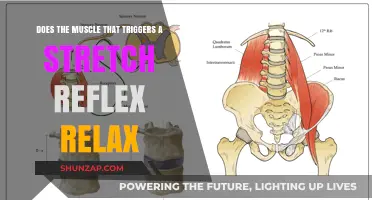 Does the Muscle Relax After Triggering a Stretch Reflex?