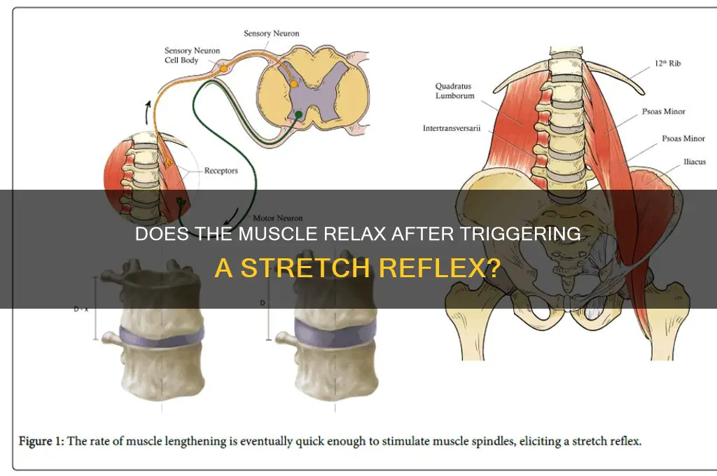does the muscle that triggers a stretch reflex relax