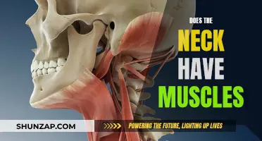 Neck Muscles: Their Existence and Functionality Explored