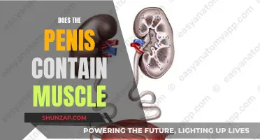 The Penis and Muscles: What's the Connection?