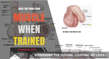 Can Penis Training Build Muscle? Exploring Male Enhancement Exercises
