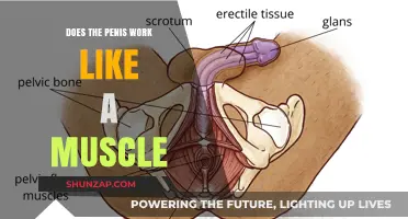 Does the Penis Function Like a Muscle? Exploring Male Anatomy