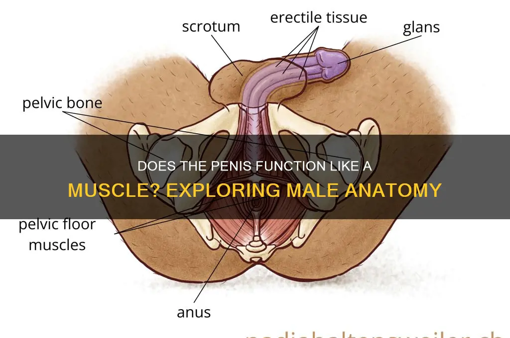 does the penis work like a muscle