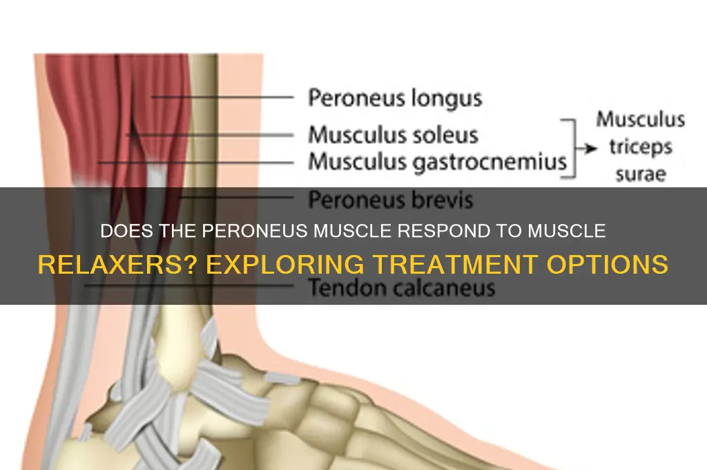 does the perriforus respond to muscle relaxers