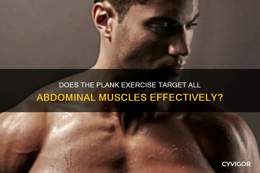 does the plank work all ab muscles
