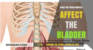 Exploring the Connection: Psoas Muscle and Bladder Health