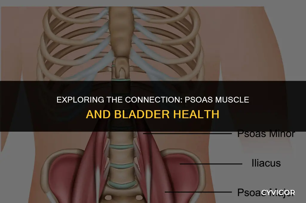 does the psoas muscle affect the bladder