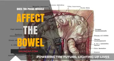 Exploring the Connection: Psoas Muscle and Bowel Function