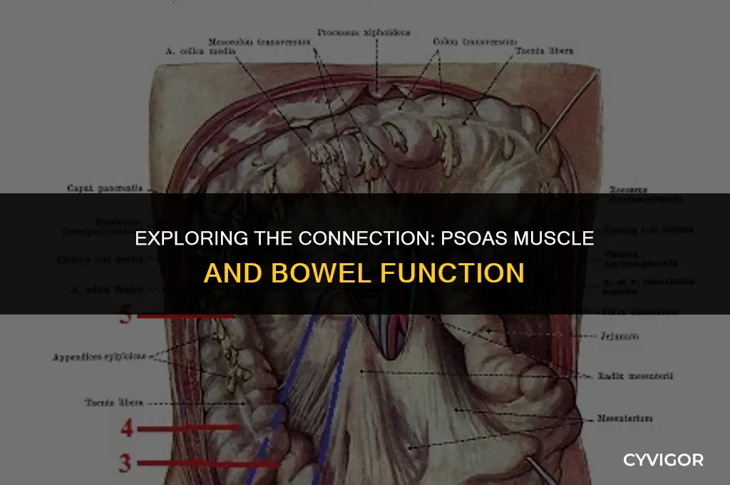 does the psoas muscle affect the bowel