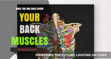Exploring Anatomy: Rib Cage and Back Muscles Connection