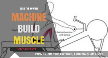 Rowing Machine Muscle Building: Fact or Fiction?