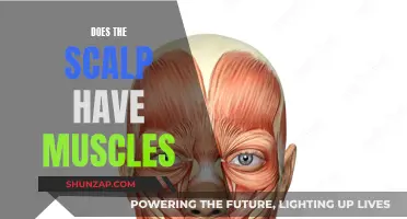 Scalp Muscles: Myth or Reality?