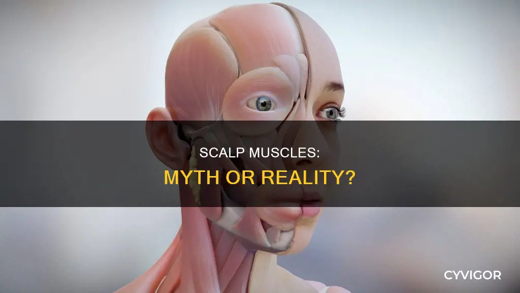 does the scalp have muscles