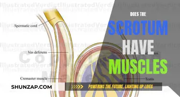 Scrotum Muscles: Fact or Fiction?