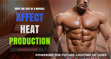 Muscle Size and Heat Production: Unraveling the Connection