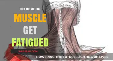 Understanding Skeletal Muscle Fatigue: Causes and Effects