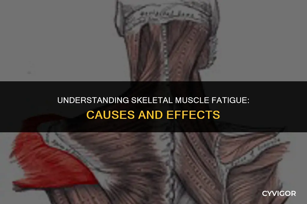 does the skeletal muscle get fatigued