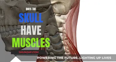 The Skull's Muscular Mystery: Fact or Fiction?