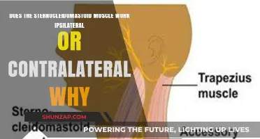 Sternocleidomastoid Muscle Function: Ipsilateral or Contralateral Movement Explained
