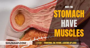 The Muscular Stomach: What's Under the Surface?