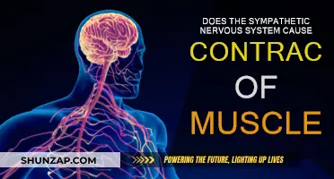 Sympathetic Nervous System: Muscle Contraction Trigger?