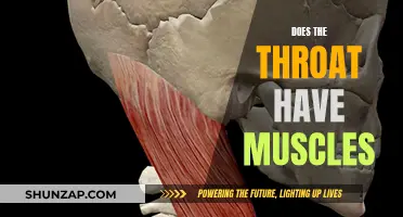 Throat Muscles: What You Need to Know