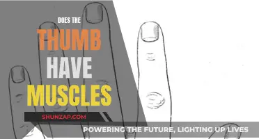 The Thumb's Muscle Mystery: Unveiling Its Power