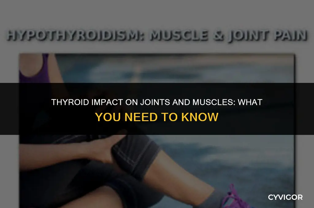 does the thyroid affect joints & muscles