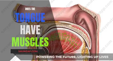Exploring the Muscular Nature of Our Tongue