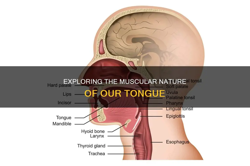 does the tongue have muscles