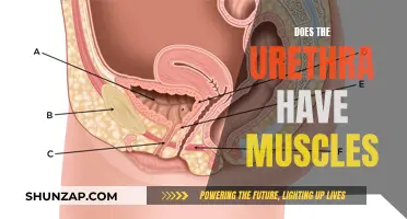 Urethra and Muscles: What's the Connection?