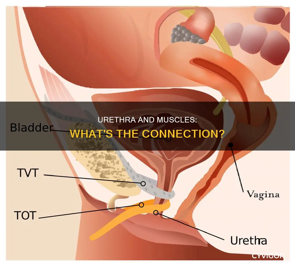 does the urethra have muscles