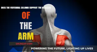 Vertebral Column's Role in Supporting Arm Muscles: Fact or Fiction?