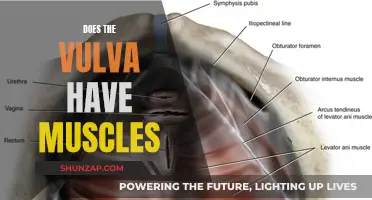 The Muscular System of the Vulva Explained